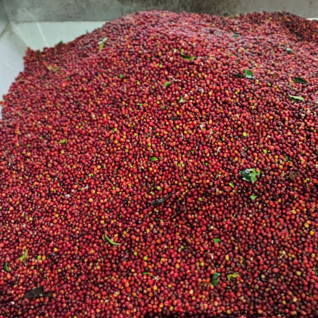 THERMAL SHOCK COFFEES